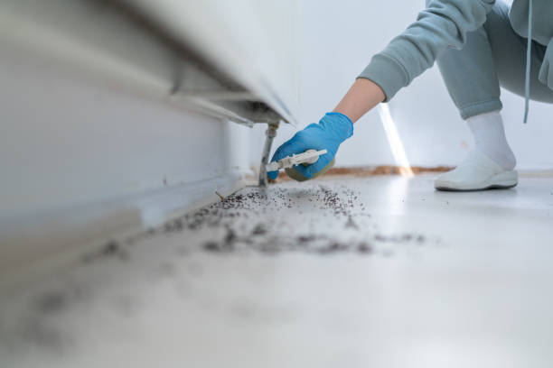 Comprehensive Termite Control Plans Tailored for You